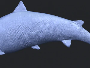fish 04 3D Print Model