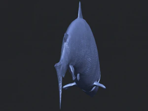 fish 04 3D Print Model