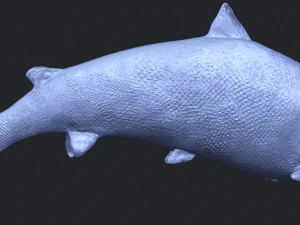 fish 04 3D Print Model