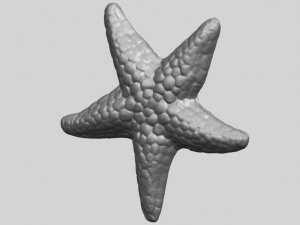 starfish 02 Model do druku 3D