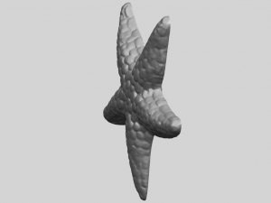starfish 02 Model do druku 3D