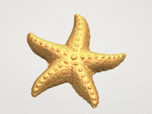 starfish 03 3D Print Model