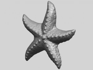 starfish 03 3D Print Model