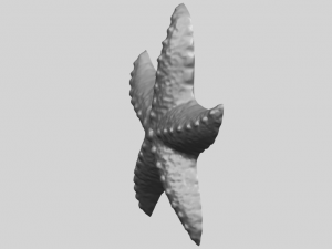 starfish 03 Model do druku 3D