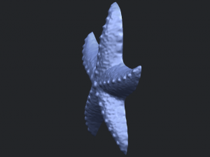 starfish 03 Model do druku 3D