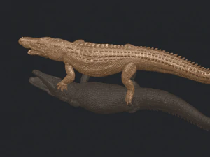 alligator 01 3D Print Model