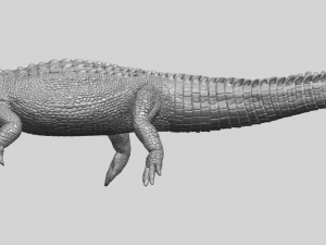 alligator 01 3D Принт Модель