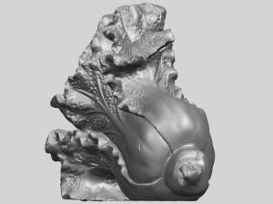 vegetable - fatt choi 04 3D Print Model