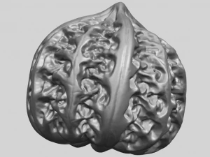 walnut 3D Print Model