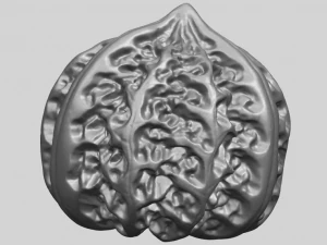walnut 3D Print Model