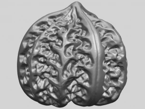 walnut 3D Print Model