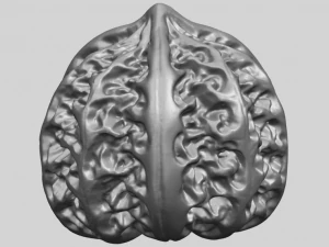 walnut 3D Print Model