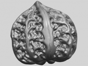 walnut Modelo de impresión 3D