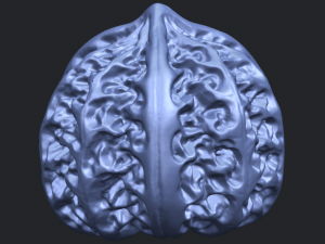 walnut Modelo de impresión 3D