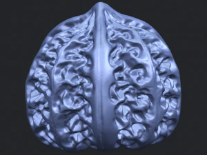 walnut 3D Print Model