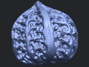 walnut Modelo de impresión 3D