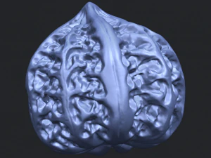 walnut 3D Print Model