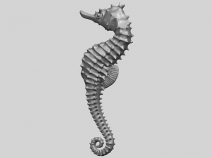 hippocampus sea horse 01 Model Cetak 3D
