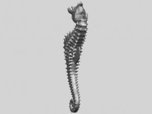 hippocampus sea horse 01 Model Cetak 3D