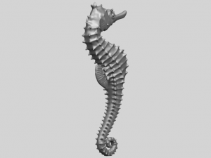hippocampus sea horse 01 Model Cetak 3D