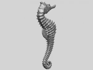 hippocampus sea horse 01 3D Print Model