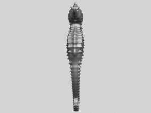 hippocampus sea horse 01 Model Cetak 3D