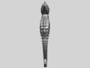 hippocampus sea horse 01 3D Print Model