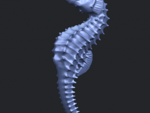 hippocampus sea horse 01 Model Cetak 3D