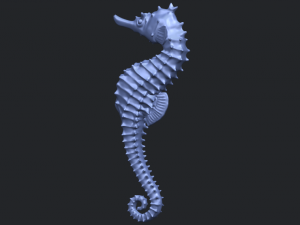 hippocampus sea horse 01 Model Cetak 3D