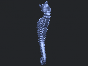 hippocampus sea horse 01 Model Cetak 3D
