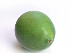 lim&atilde;o realista Modelo 3D