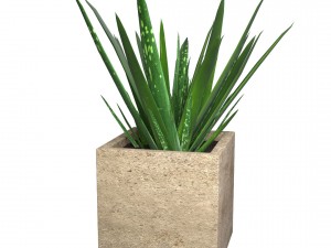 aloe vera - potted plant 3D-Modell