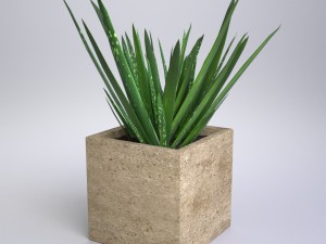 aloe vera - potted plant Modelo 3D