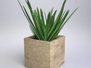 алоэ вера &mdash; горшечное растение 3D Модель