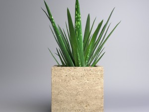 aloe vera - potted plant Modelo 3D