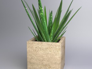 aloe vera - potted plant Modelo 3D