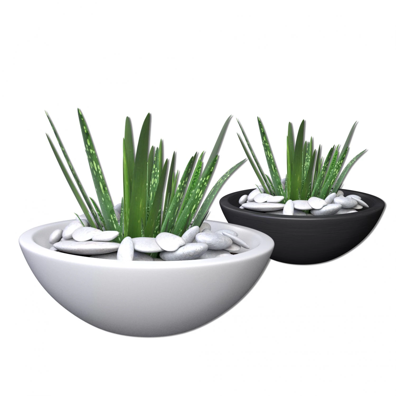 aloe vera - potted plant 2 3D Model .c4d .max .obj .3ds .fbx .stl .blend 