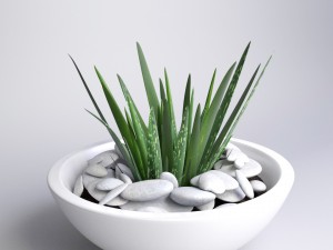 aloe vera - potted plant 2 3D Model
