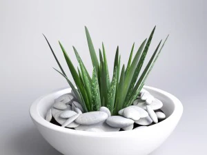 aloe vera - potted plant 2 3D Model
