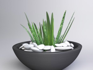 aloe vera - potted plant 2 3D Model
