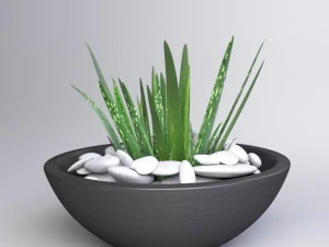 aloe vera - potted plant 2 3D Model