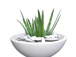 aloe vera - potted plant 2 3D Model