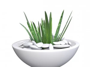 aloe vera - potted plant 2 3D Model