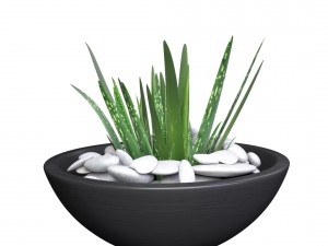 aloe vera - potted plant 2 3D Model