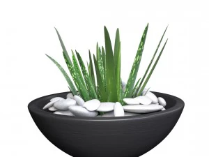 aloe vera - potted plant 2 3D Model