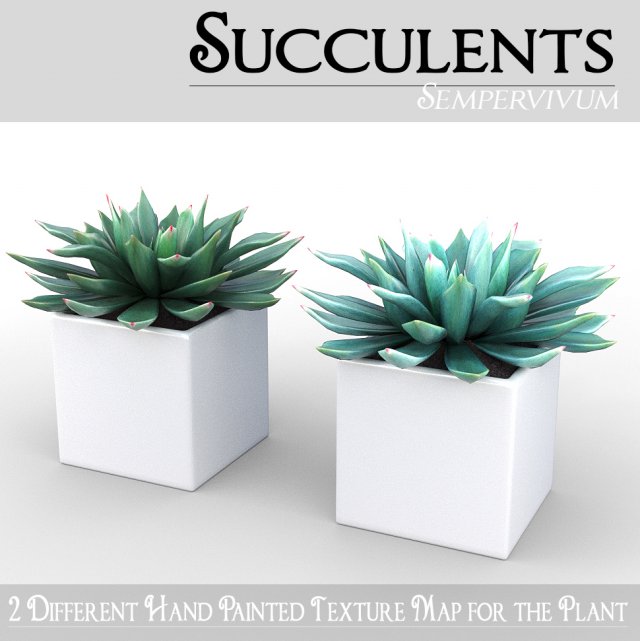 potted plant - succulents Model 3D .c4d .max .obj .3ds .fbx .stl .blend 