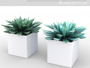potted plant - succulents Modèle 3D