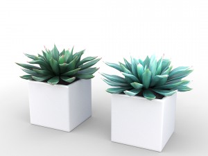 potted plant - succulents Model 3D