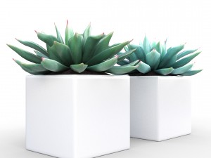 potted plant - succulents Model 3D