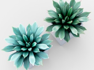 potted plant - succulents Model 3D